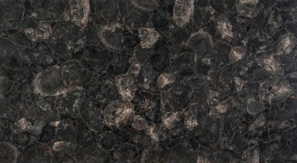 black petrified wood round