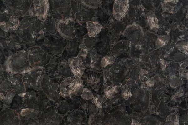 black petrified wood round