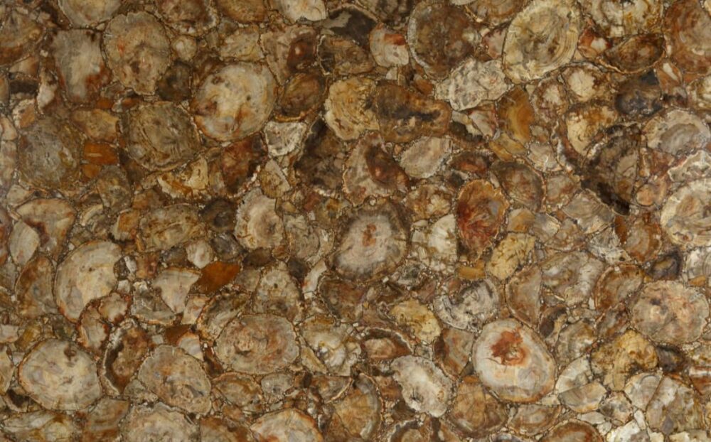 brown petrified wood semi precious stone