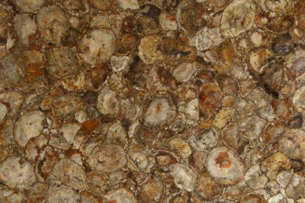 brown petrified wood semi precious stone